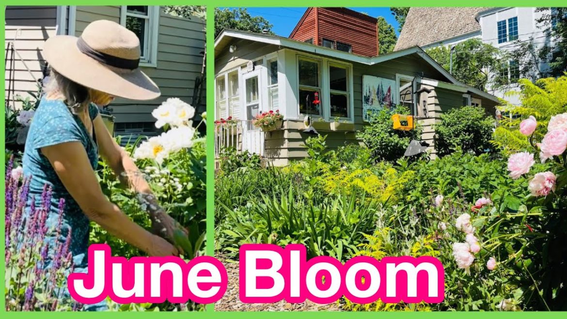 Tiny House June Cottage Garden Tour (sun & shade) | Bonus Gardening Tips and Making a Bouquet! Tiny House June Cottage Garden Tour (sun & shade) | Bonus Gardening Tips and Making a Bouquet!