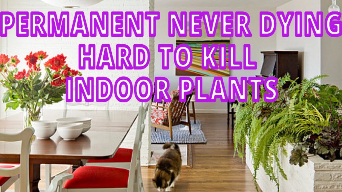 Permanent Never dying Hardy Indoor plants | Easiest house plants for New & Lazy Gardeners Permanent Never dying Hardy Indoor plants | Easiest house plants for New & Lazy Gardeners
