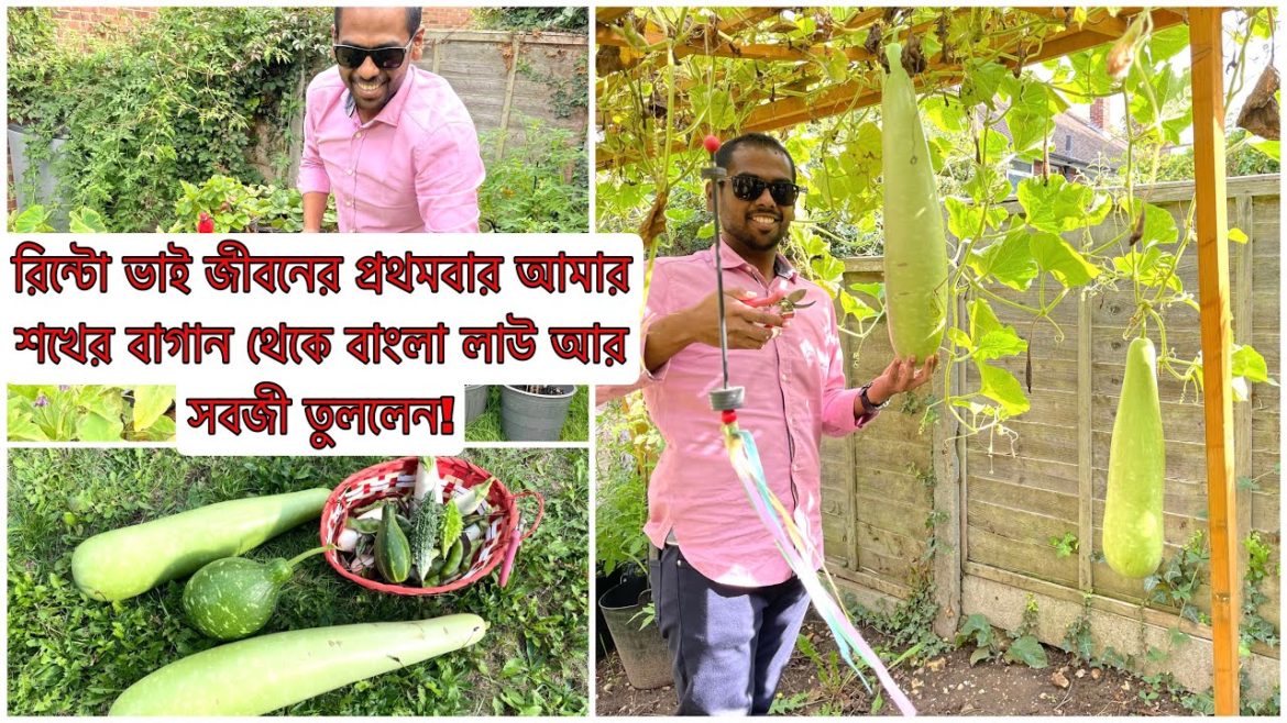 Deshi Vegetable Garden in UK | Bangladeshi Vegetables Garden | Backyard Garden Harvest