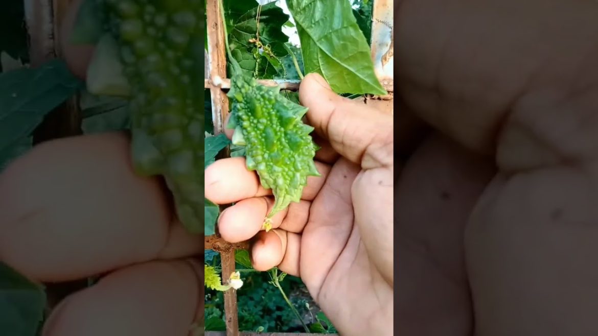 Bitter Gourd vegetable plant in my kitchen garden #shorts