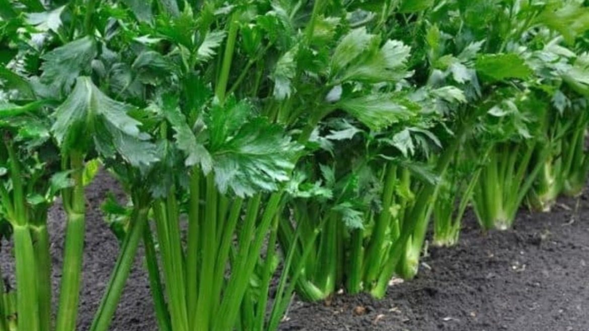 Celery |How To Plant Celery🍃🥬🍃🥬 | SEED TO HARVEST | #celery #celeryjuice #farming #garden #life