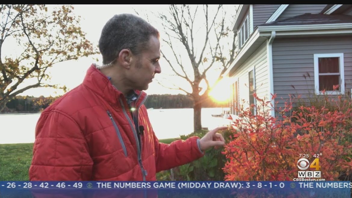 Gardening Tips: Enkianthus