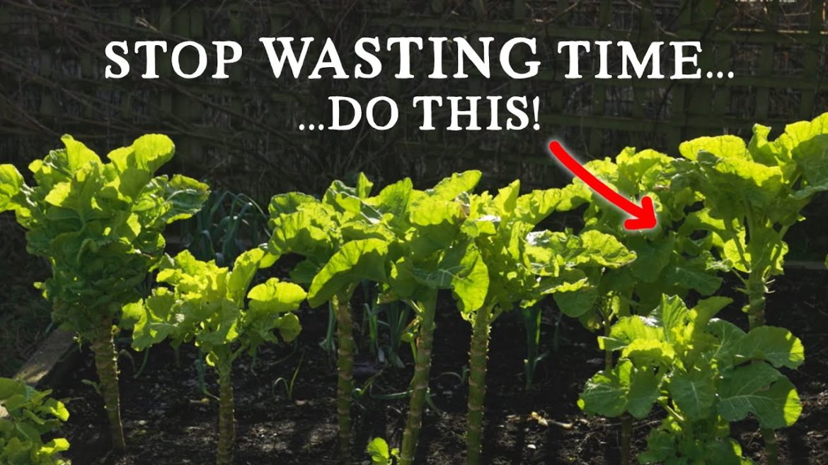 Huw Richards: The LAZY Way to Preserve Food Over Winter The LAZY Way to Preserve Food Over Winter