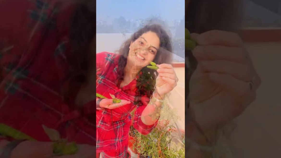 Terrace Vegetable Garden on 3rd Floor | घर की छत पे गमलों में सब्जी #Shorts Terrace Vegetable Garden on 3rd Floor | घर की छत पे गमलों में सब्जी #Shorts