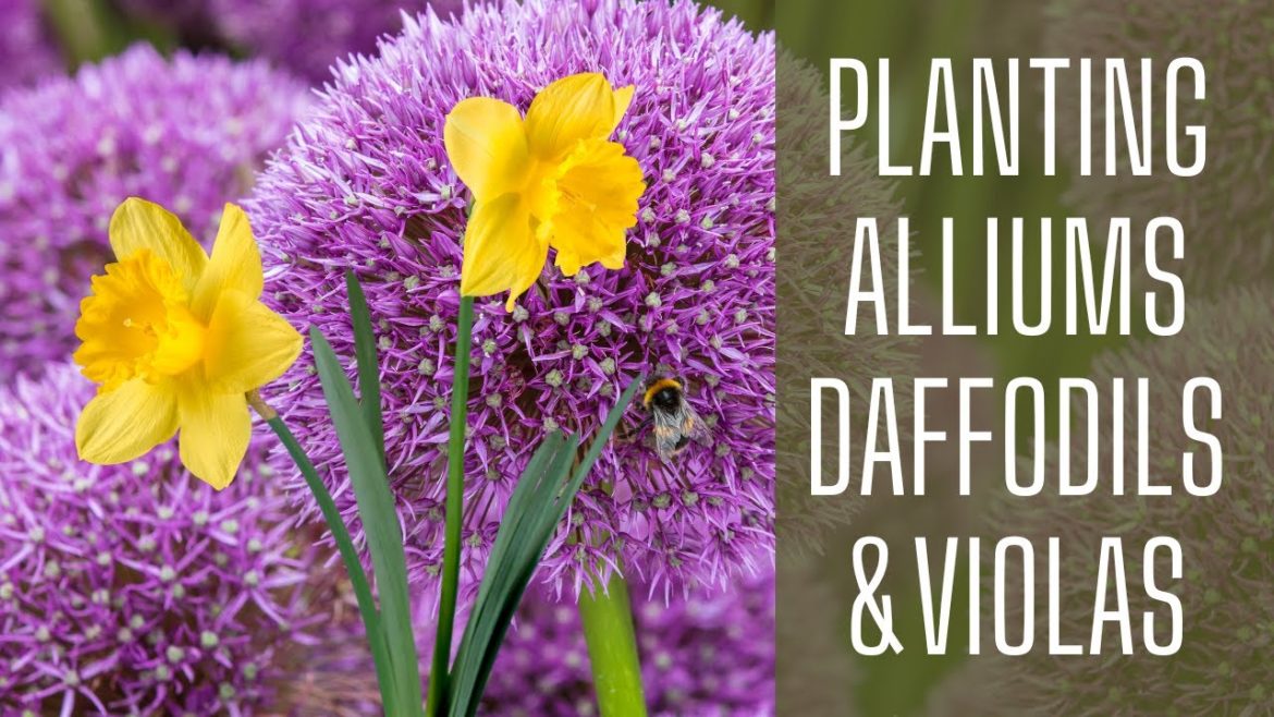 Planting Alliums, Daffodils, & Violas || Winter Garden Planting || Planting Bulbs In Fall || Zone 8