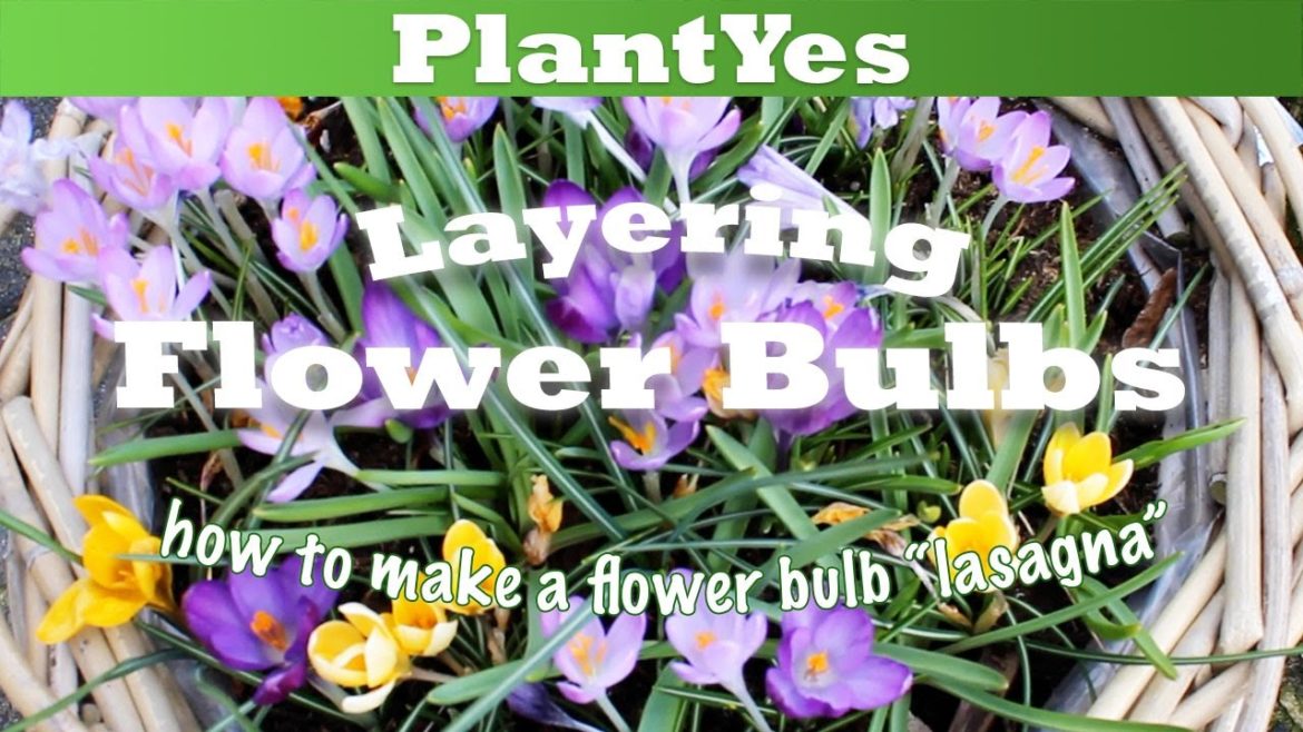 Blooming flowers in your garden for months! 🌷🧅Flower bulb lasagna Blooming flowers in your garden for months! 🌷🧅Flower bulb lasagna