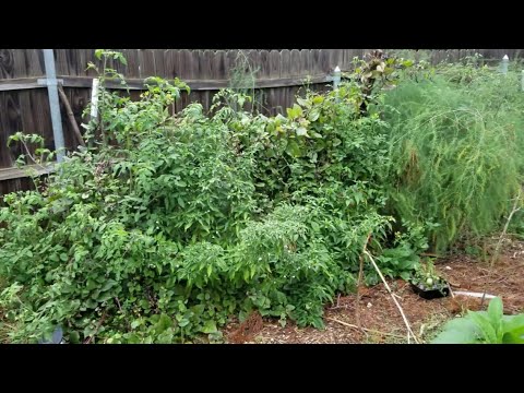 Frost sensitive crop survival through a freeze | Microclimate protection in my permaculture garden Frost sensitive crop survival through a freeze | Microclimate protection in my permaculture garden