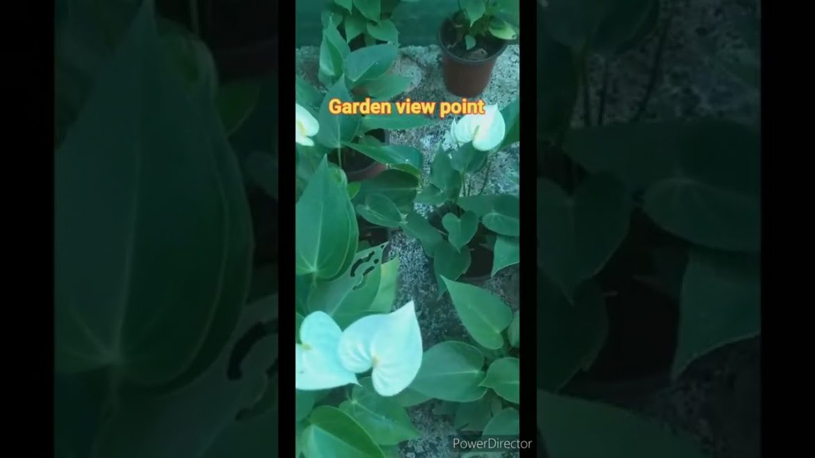 #anthorium #shorts #gardentips #gardenviewpoint