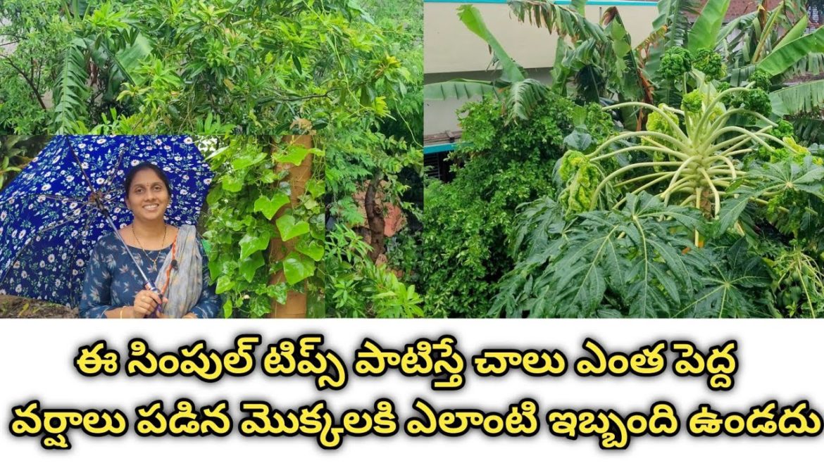 rainy season plant care | gardening tips for rainy season | rainy season care for terrace gardeners rainy season plant care | gardening tips for rainy season | rainy season care for terrace gardeners