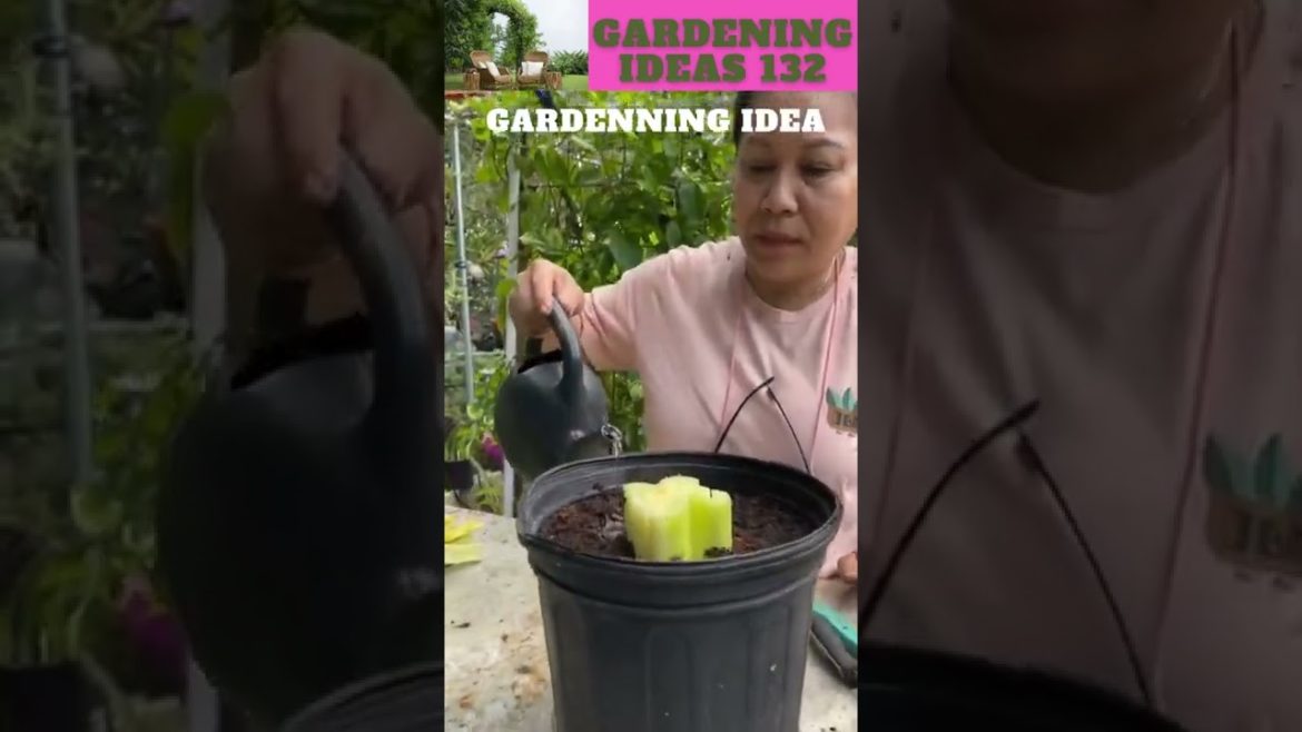 How to regrow celery!?😍🍋🌱😁🌴🌱🌿😇 /gardening ideas 😁🌴🌱🌿😇