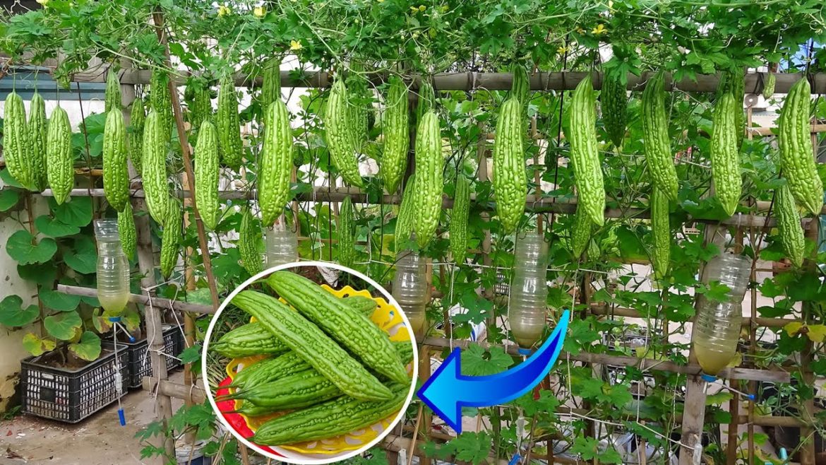 Growing bitter melon by fertilizer fish & self-watering system from recycled plastic bottles