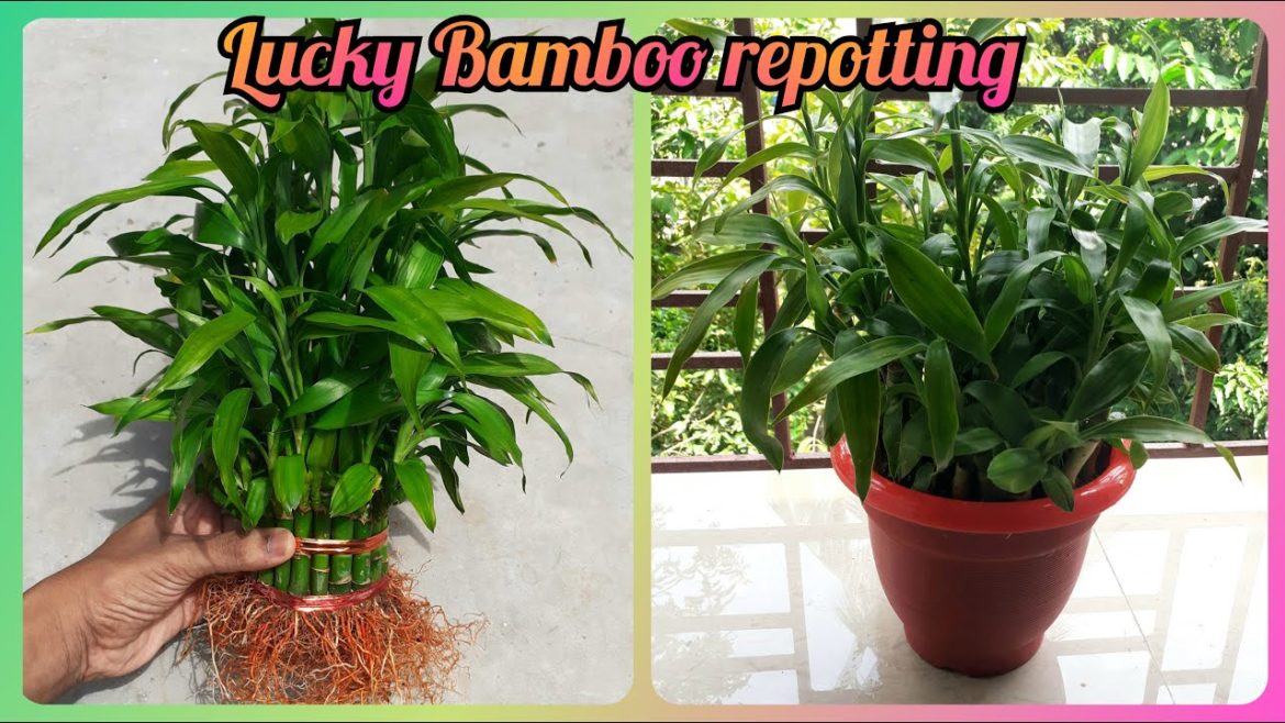 Lucky Bamboo repotting in soil | Gardening Tips and Treats