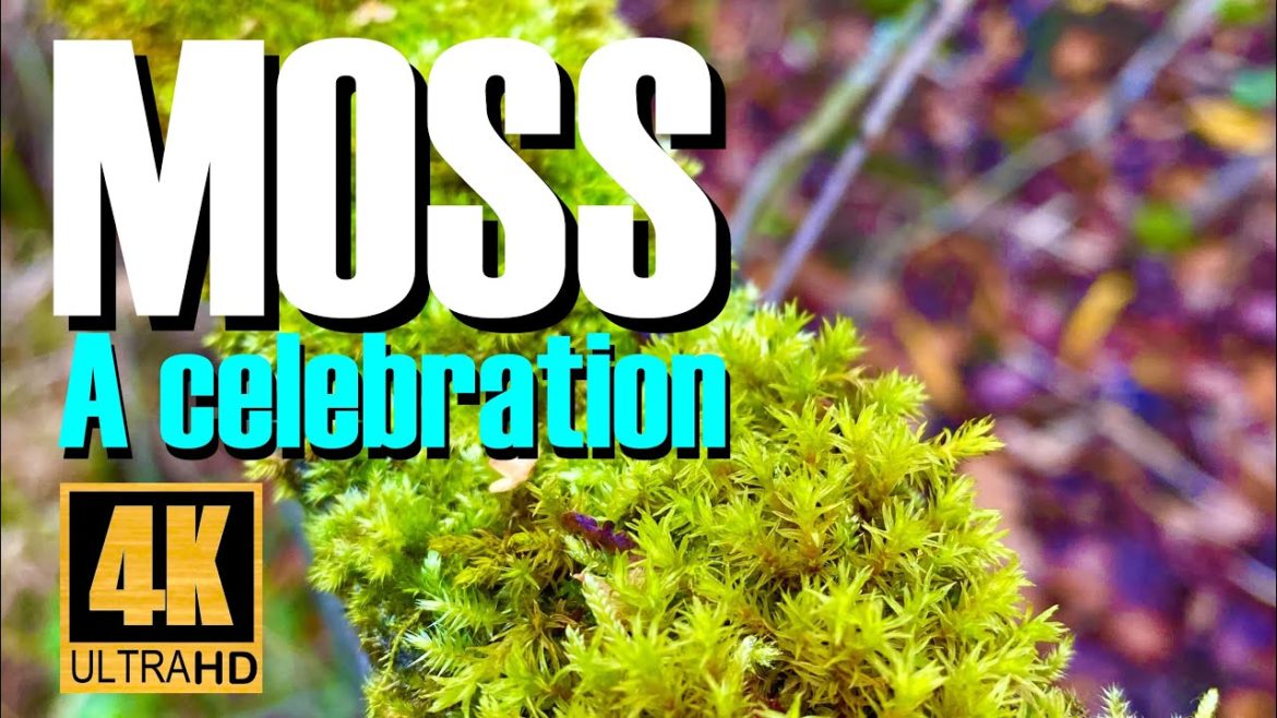 Moss: A celebration. A bonsai enthusiast raves about humble moss.