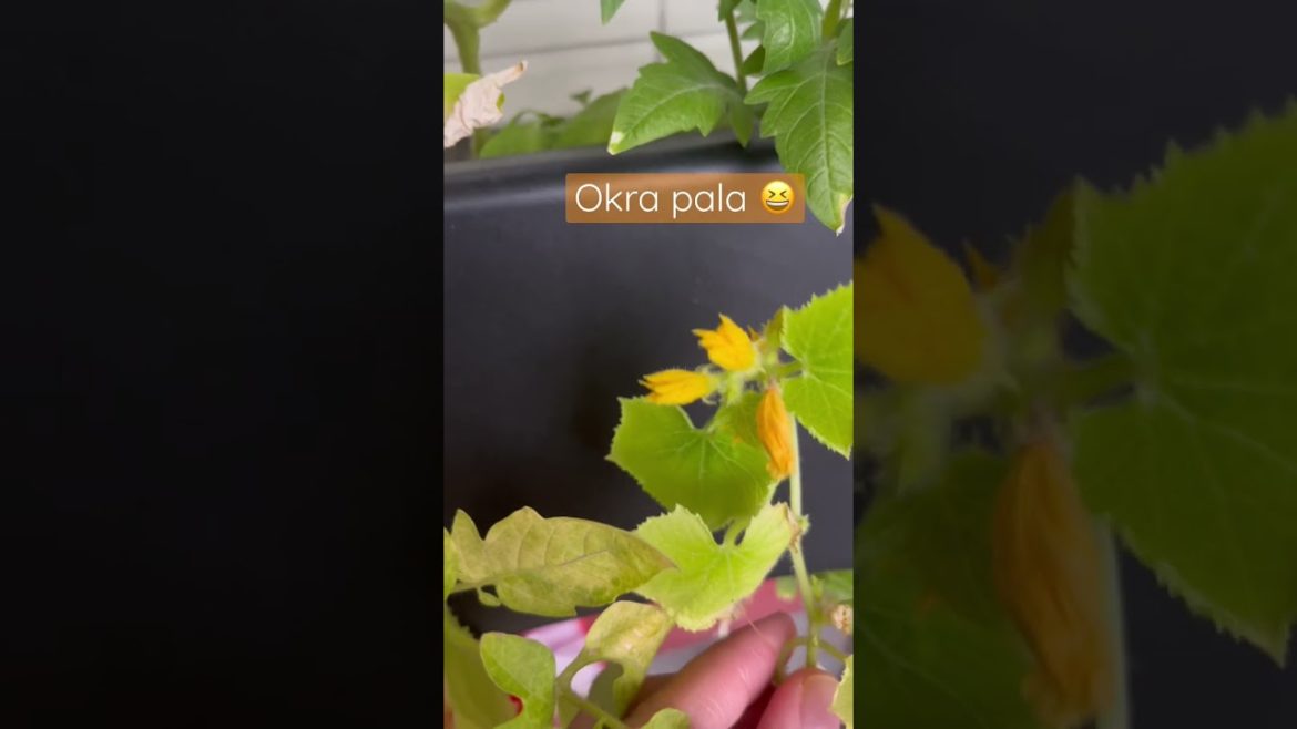 Food shorts, Okra flowers leaves mini balcony garden attempts • urban garden plantita abroad Food shorts, Okra flowers leaves mini balcony garden attempts • urban garden plantita abroad