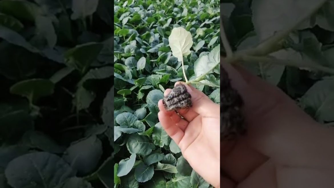 15 Easy Ways to Grow Veggies And Fruits  Useful Gardening Tips by 5 Minute Recipes!# 956