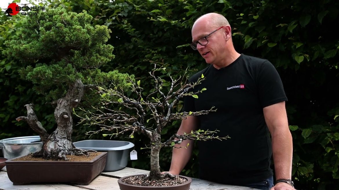 KNOWvember Bonsai Series #07 - Summer Deciduous Defoliation