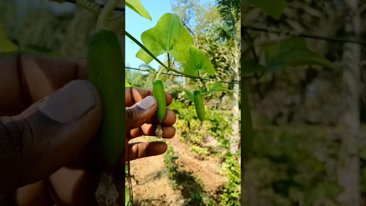 vegetables plant #shorts vegetables plant #shorts