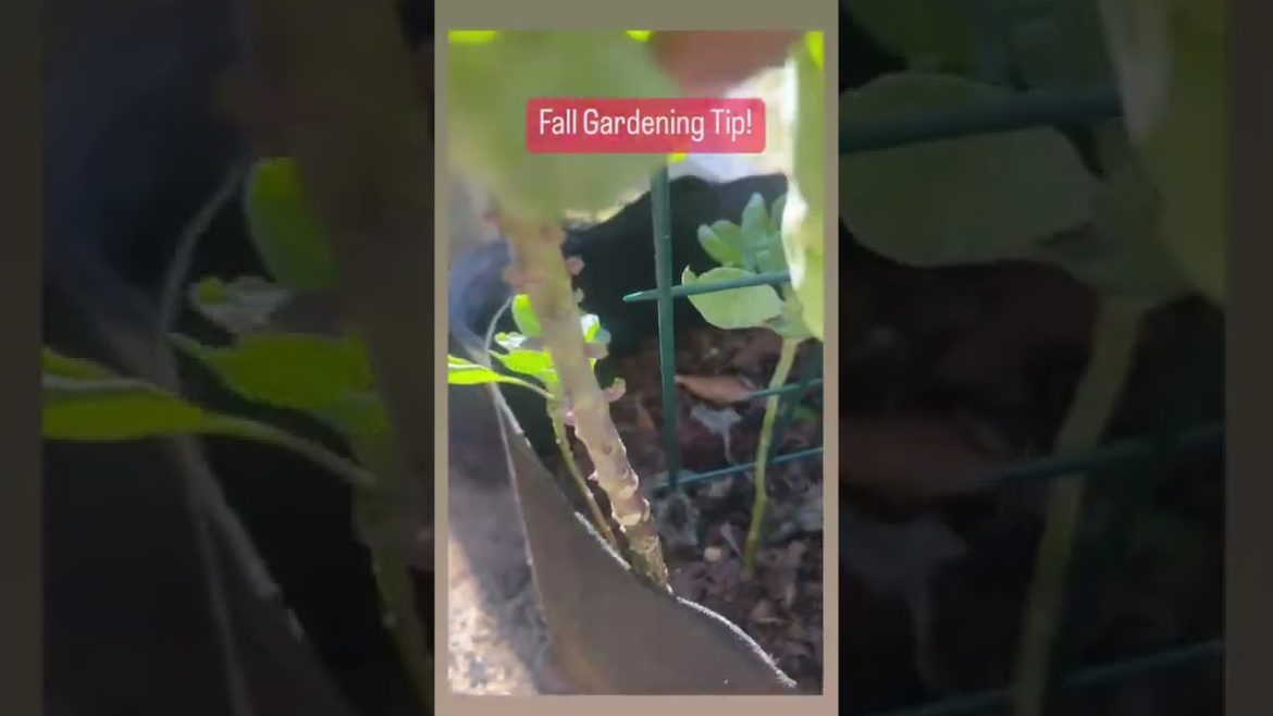 Fall Container Gardening! Have Yummy Veggies Year Round!
