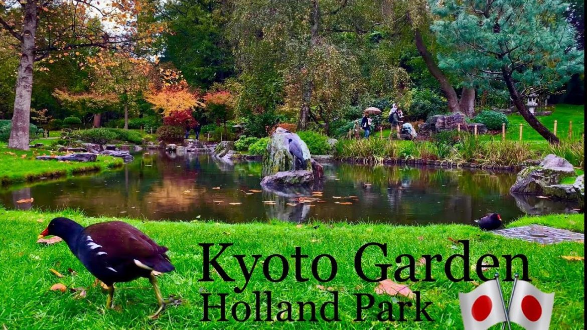 Holland Park KYOTO Garden.      Japanese Oasis of Calm in Kensington London 🌱 🎋 🎌 🐠🐿 日本庭園