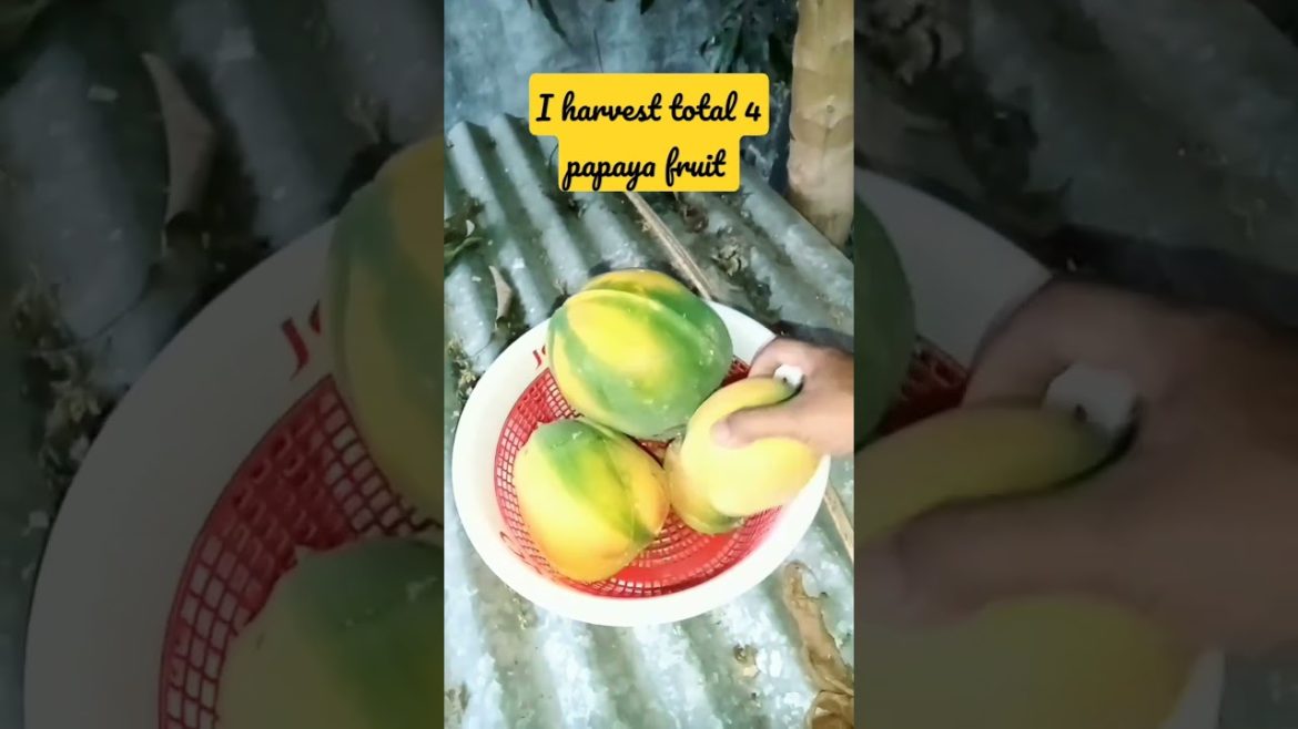 I harvest total 4 papaya fruit from my garden #shorts