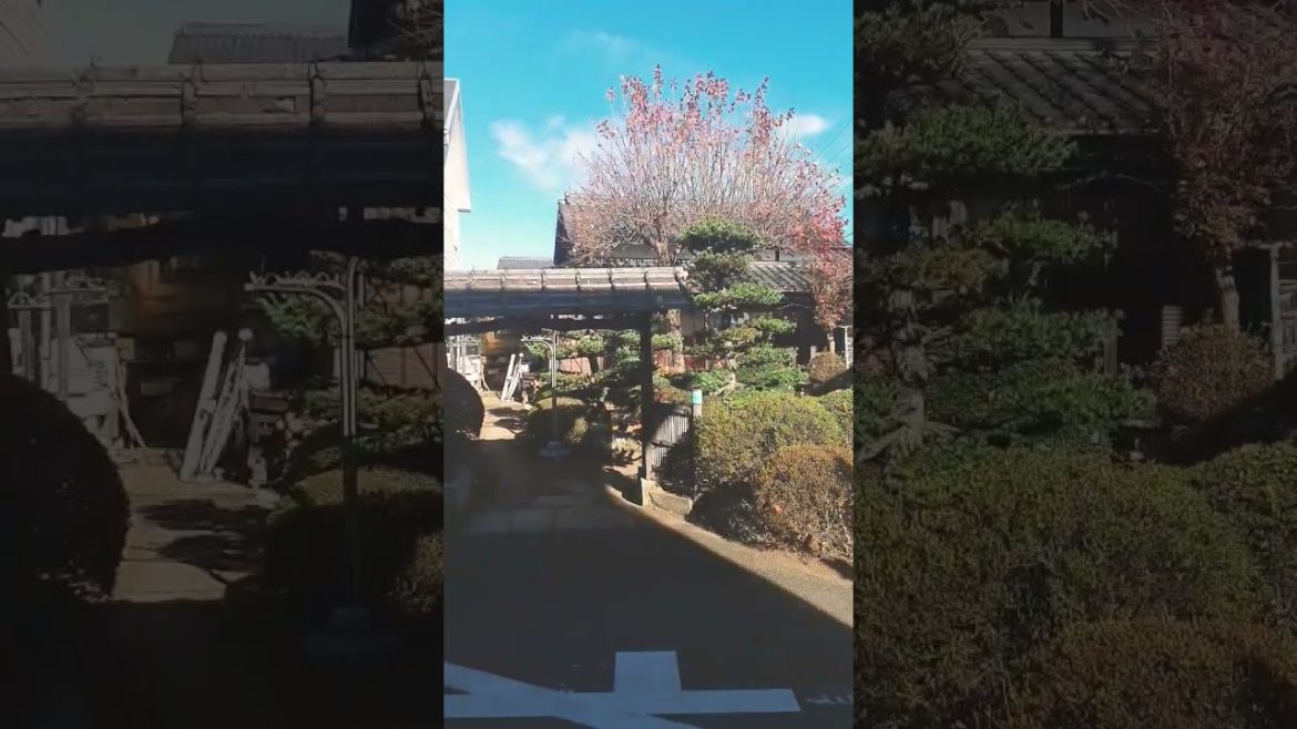 Japanese garden