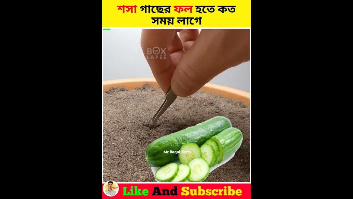 শসা গাছের ফল হতে কত সময় লাগে ❓#shorts #tallent