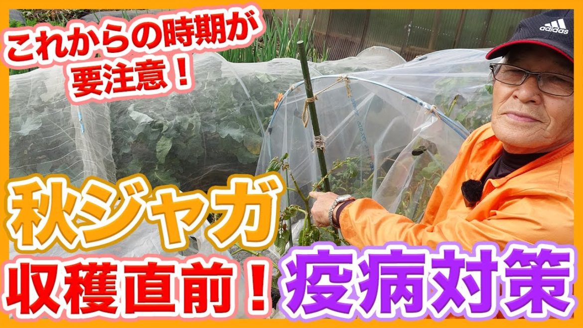 家庭菜園や農園の秋ジャガイモ栽培で疫病対策!収穫前の時期で注意したい栽培中の秋じゃが病気対策のコツを徹底解説!【農家直伝】/Potato disease prevention tips. 家庭菜園や農園の秋ジャガイモ栽培で疫病対策!収穫前の時期で注意したい栽培中の秋じゃが病気対策のコツを徹底解説!【農家直伝】/Potato disease prevention tips.
