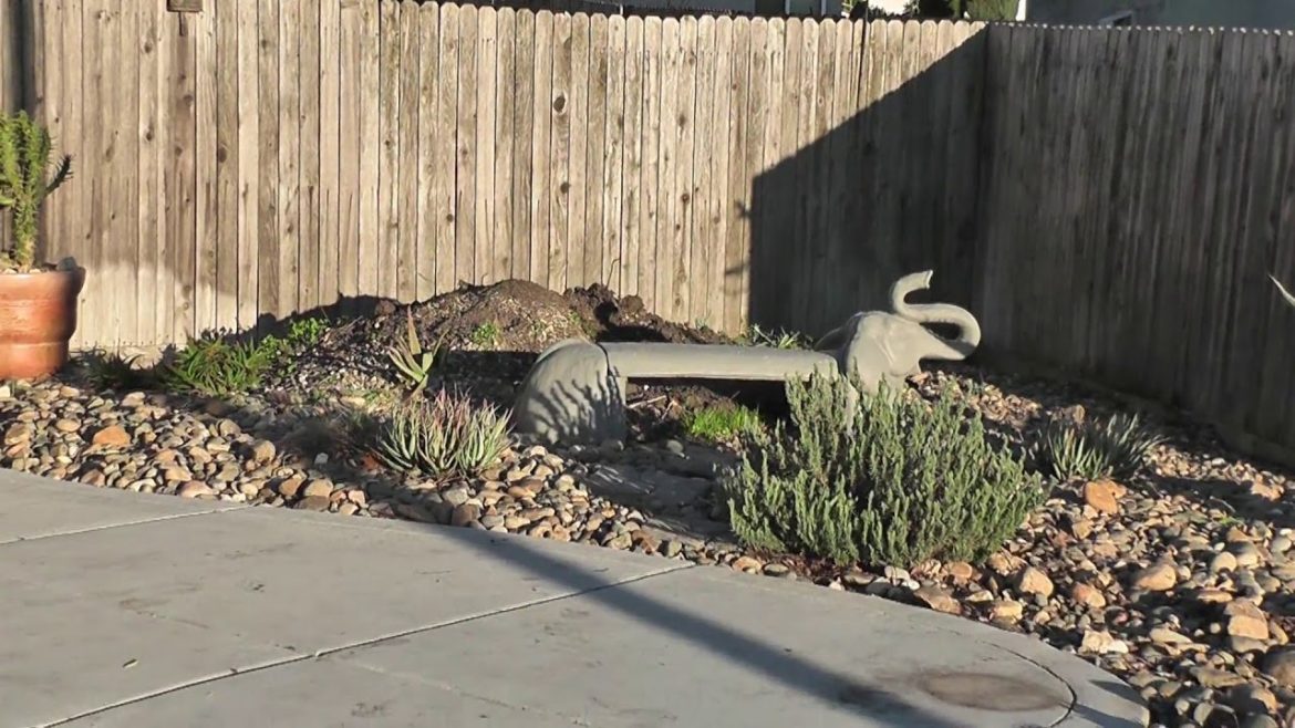 Succulent Front Yard Garden / Tree Update