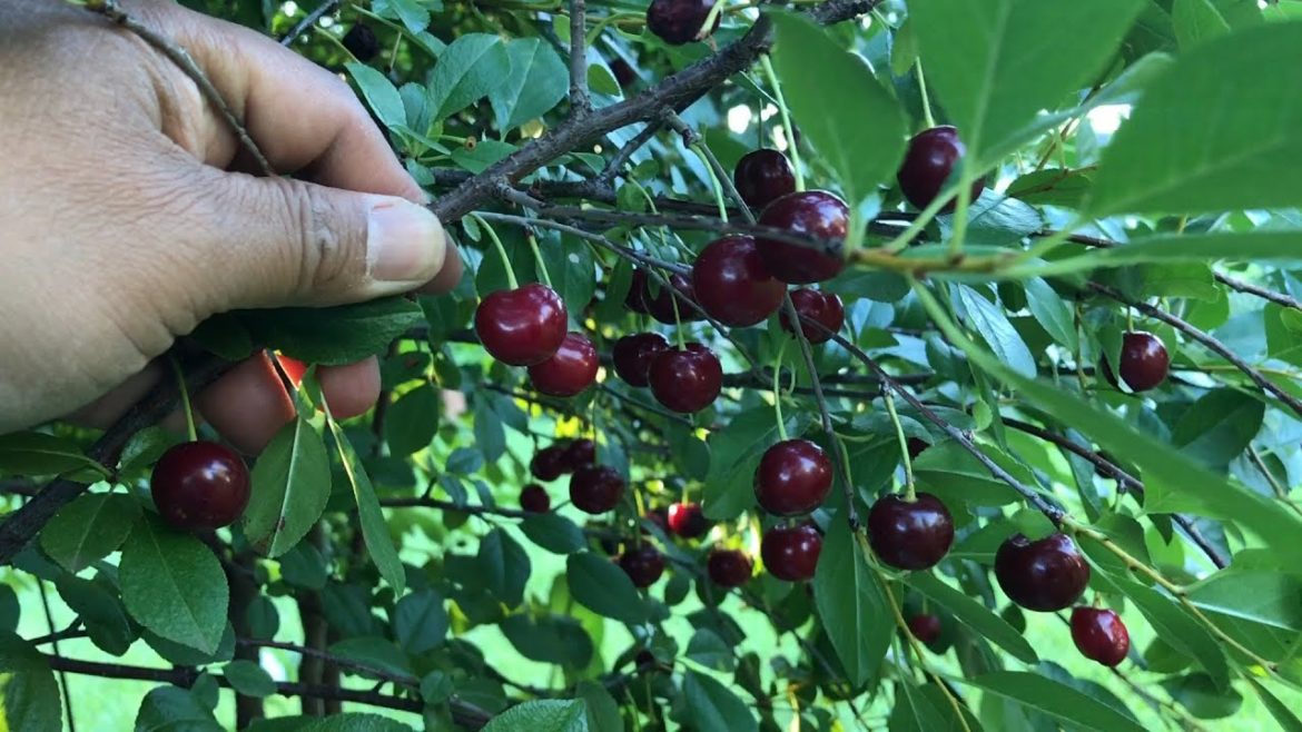 Harvesting Carmine Jewel Dwarf Cherries from Our Backyard Garden - 2022