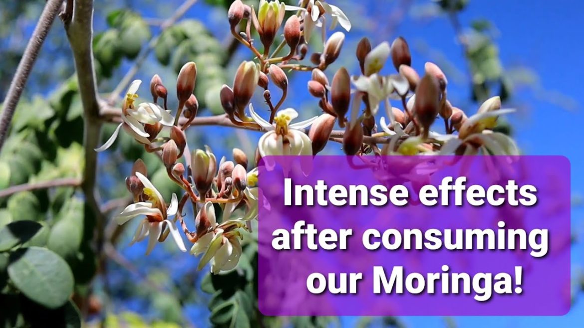 This VIVID side affect after consuming our 5 year old Moringa Oleifera tree - AZ Desert