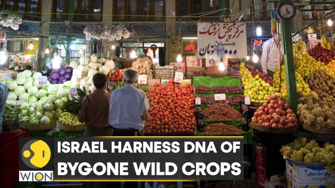 Israel harness DNA of bygone wild crops; scientists try to secure food supply | Latest News | WION Israel harness DNA of bygone wild crops; scientists try to secure food supply | Latest News | WION