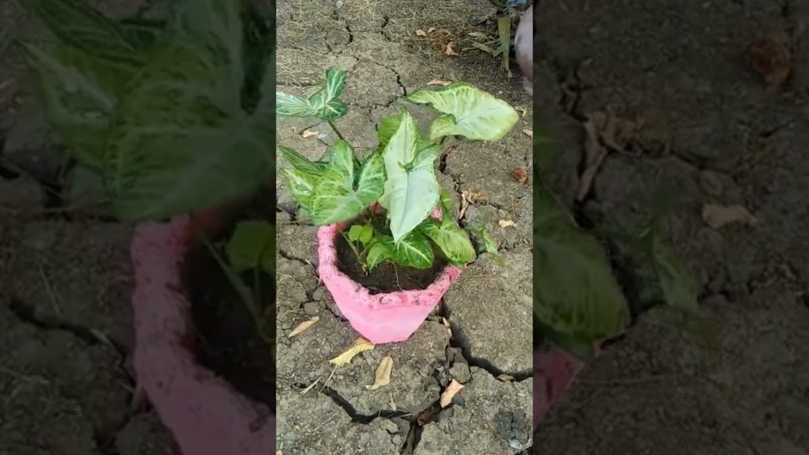 Syngonium plant care ॥ Syngonium plant tips ॥# short #gardening #indoorplants