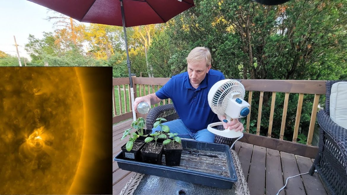 3 Simple Garden Tips to make it through the heatwave.