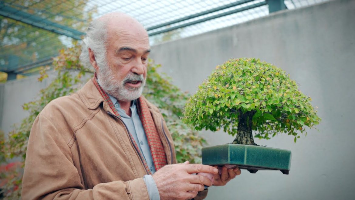 The Definition of Suave | The Bonsai Museum of Luis Vallejo The Definition of Suave | The Bonsai Museum of Luis Vallejo