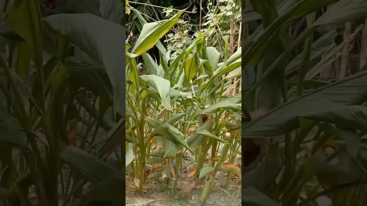 Creative Ideas for Money Plant Decoration/Gardening Ideas/New Way to Grow Money Plant#Shorts #shorts Creative Ideas for Money Plant Decoration/Gardening Ideas/New Way to Grow Money Plant#Shorts #shorts