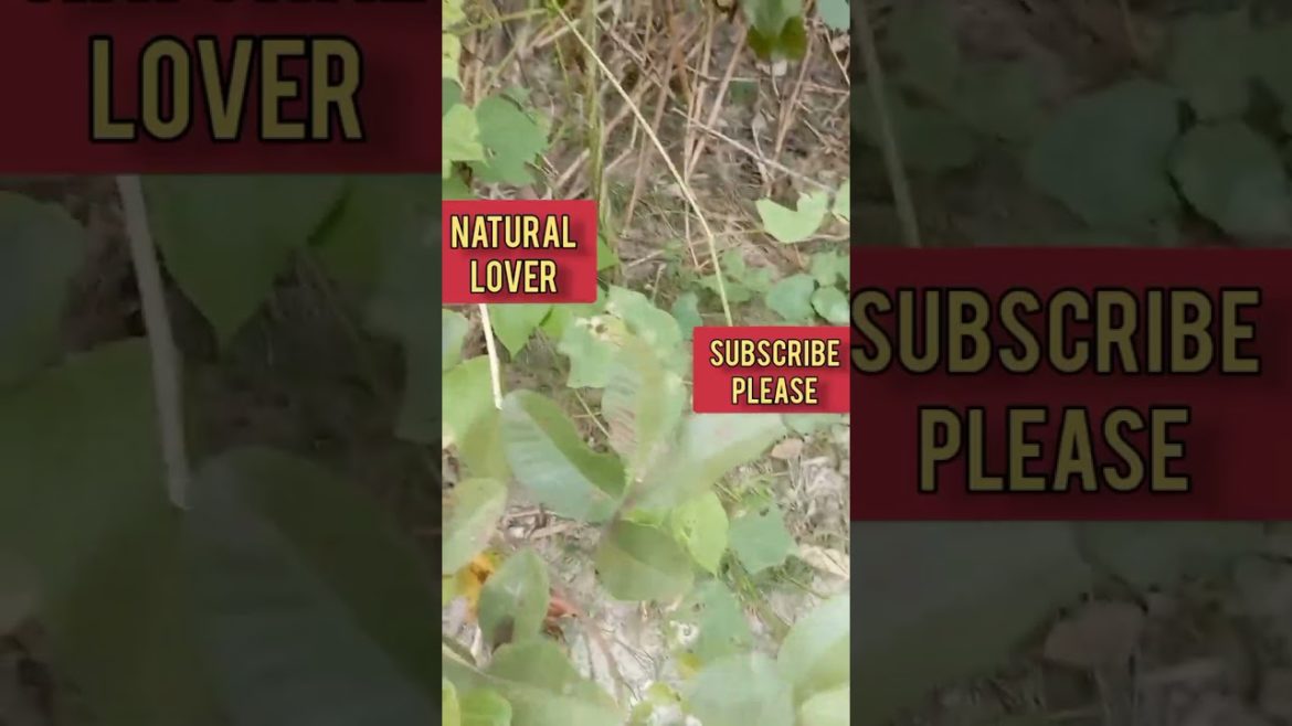 Satisfying video vegetable harvesting #Shorts Satisfying video vegetable harvesting #Shorts