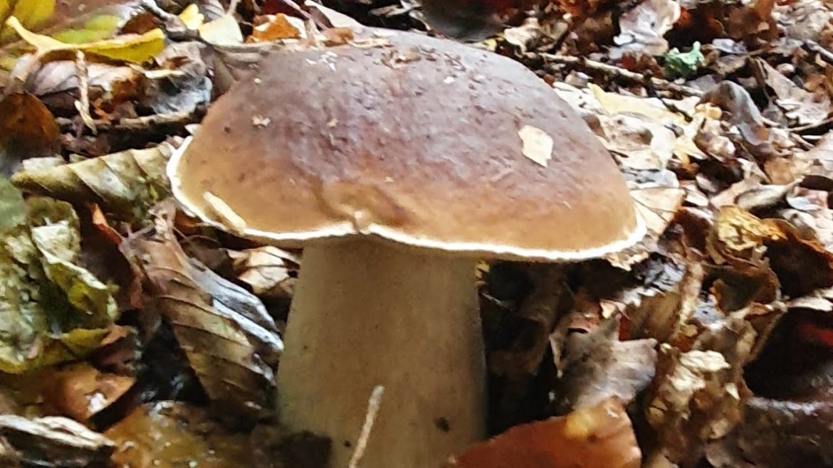 Three Edible Boletes of the Weekend #selfsufficiency Three Edible Boletes of the Weekend #selfsufficiency