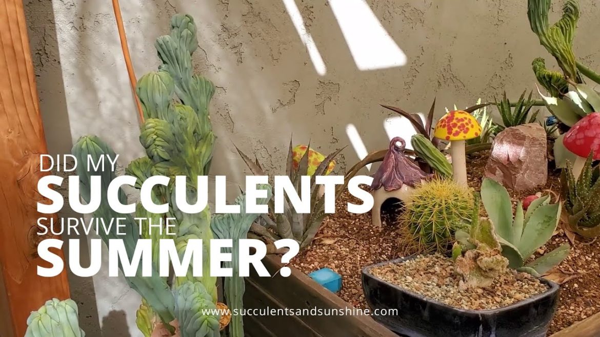 What the Summer Heat Did to My Succulents What the Summer Heat Did to My Succulents