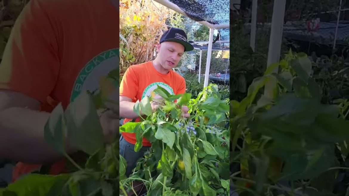 When Life Gets in The Way 😅 #gardeningmeme #farmingmeme #pepperplants