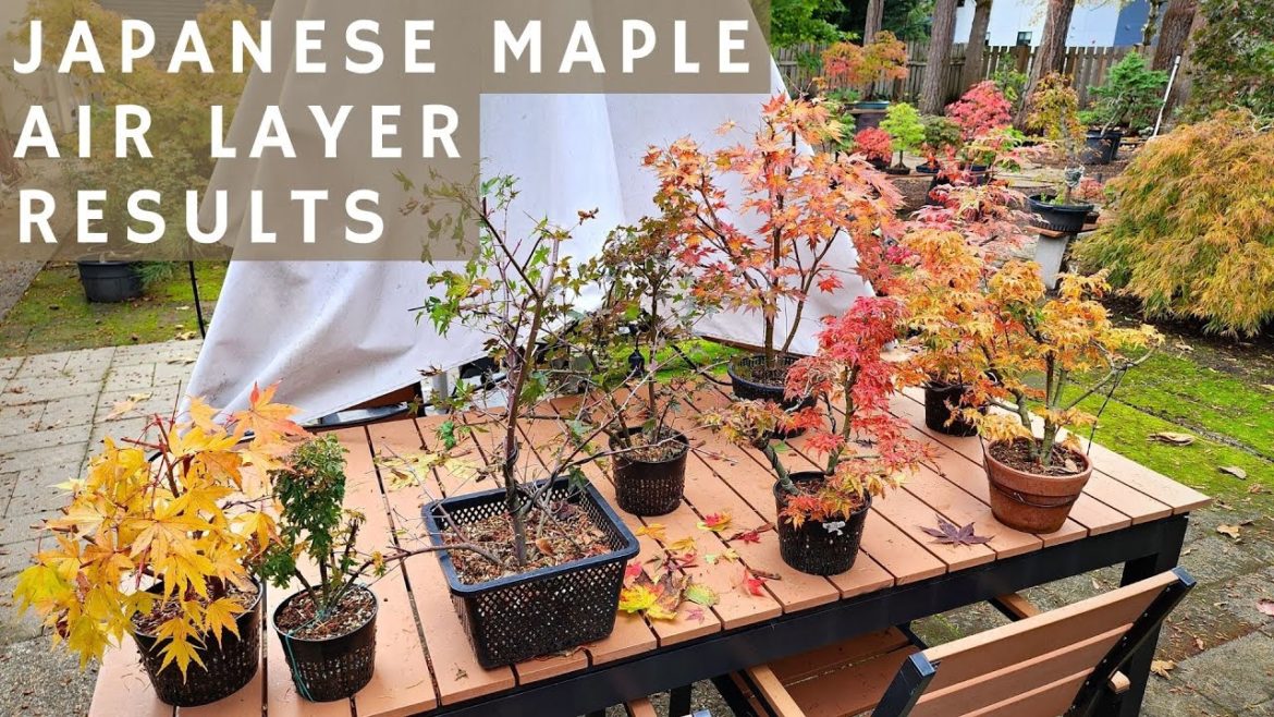 New Japanese Maple Bonsai from Air Layering!