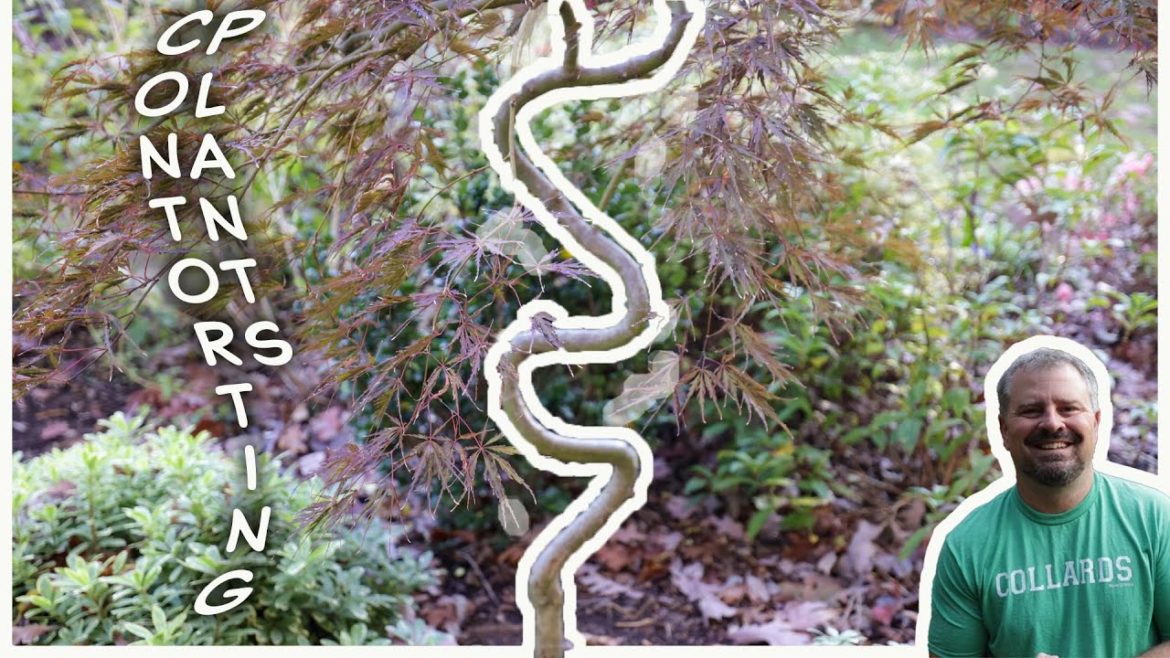 How to Create an Awesome Japanese Maple Trunk 🍁🍁🍁