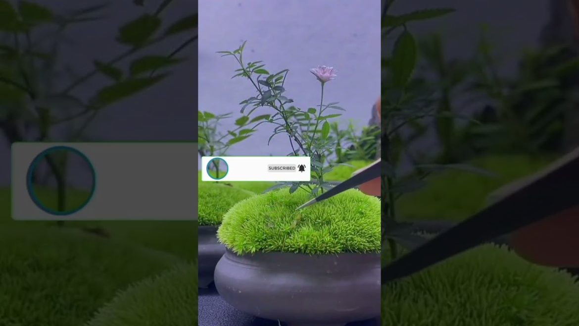 MAKING MINIATURE ROSE BONSAI TREE