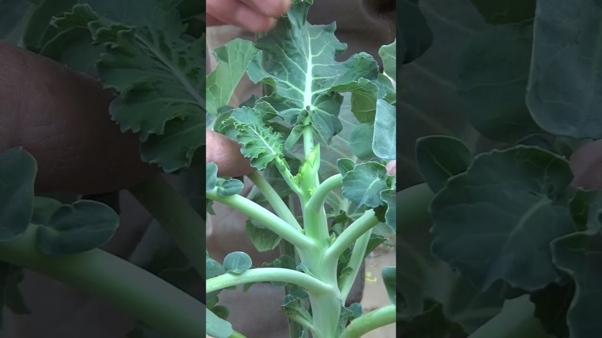 家庭菜園でやりたい!茎ブロッコリー栽培で頂花蕾カット作業のコツ!#shorts /Tips for Growing Stem Broccoli from a Japanese Farmer. 家庭菜園でやりたい!茎ブロッコリー栽培で頂花蕾カット作業のコツ!#shorts /Tips for Growing Stem Broccoli from a Japanese Farmer.