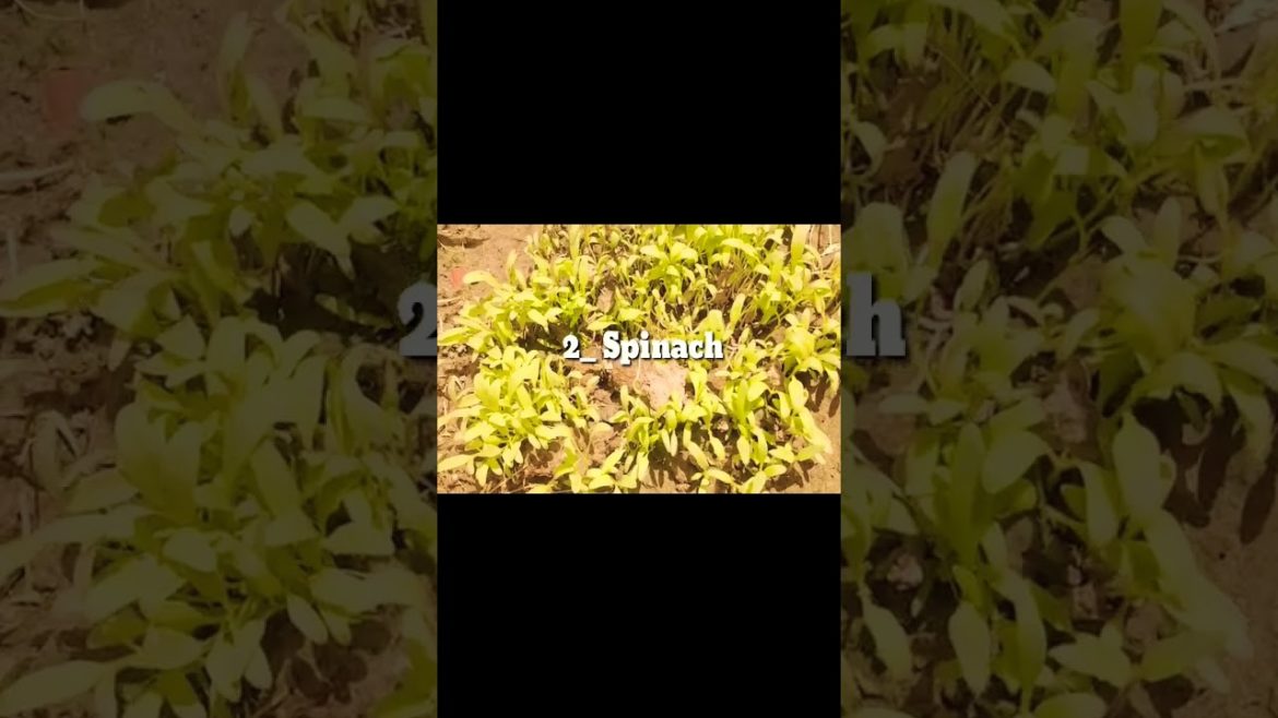 Five winter vegetables that you can grow during monsoon