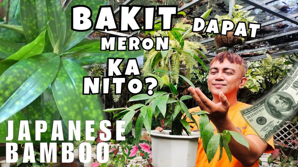 5 BENEFITS & REASONS WHY YOU SHOULD HAVE JAPANESE BAMBOO PLANT AT HOME