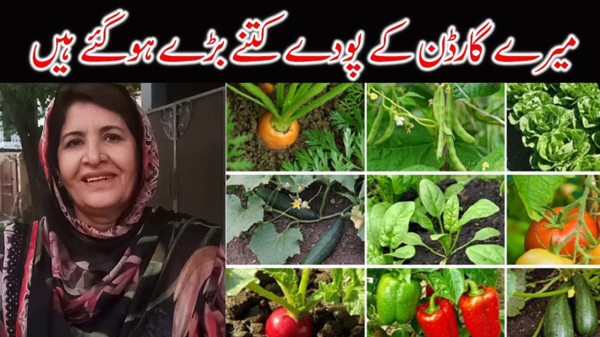 Plants for Home Garden | Home Vegetable Garden Ideas | Indoor Vegetable Garden | Amber Ki Duniya