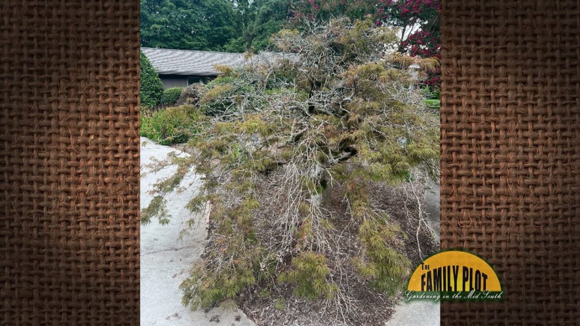 Q&A – My Japanese maple has developed a thin canopy. Is there any hope for the tree?