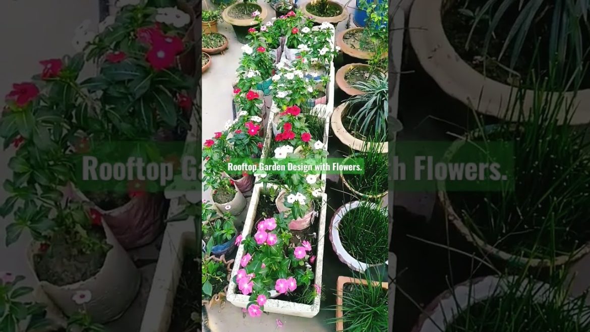 Rooftop Garden Design with Nayontara Flowers tree. #shorts Rooftop Garden Design with Nayontara Flowers tree. #shorts