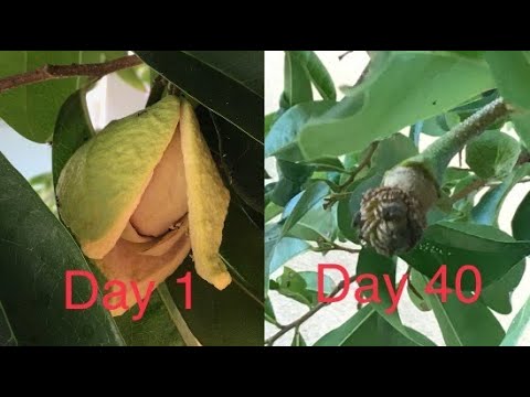 Backyard Garden: First Soursop/Guanábana 2020- Finally Appears After a Month and Half! 🎈😹🙀 S. Cali Backyard Garden: First Soursop/Guanábana 2020- Finally Appears After a Month and Half! 🎈😹🙀 S. Cali