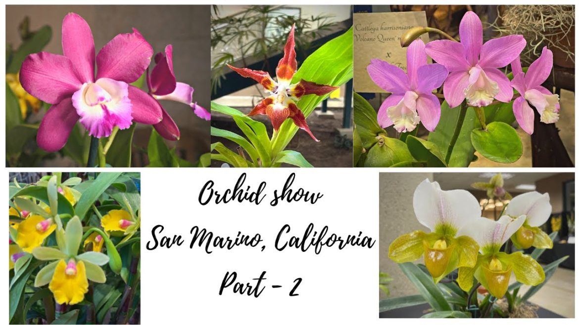 Orchids | Orchid  show | Orchid collection | Huntington gardens | Part - 2